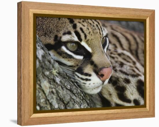 Ocelot Female Resting on Mesquite Tree, Welder Wildlife Refuge, Sinton, Texas, USA-Rolf Nussbaumer-Framed Premier Image Canvas