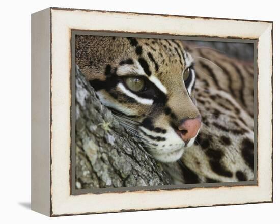 Ocelot Female Resting on Mesquite Tree, Welder Wildlife Refuge, Sinton, Texas, USA-Rolf Nussbaumer-Framed Premier Image Canvas