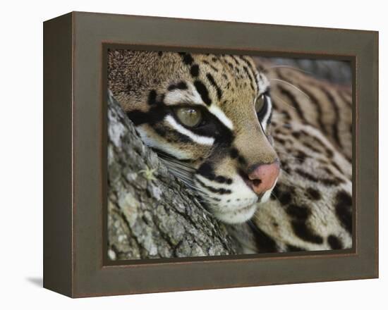 Ocelot Female Resting on Mesquite Tree, Welder Wildlife Refuge, Sinton, Texas, USA-Rolf Nussbaumer-Framed Premier Image Canvas