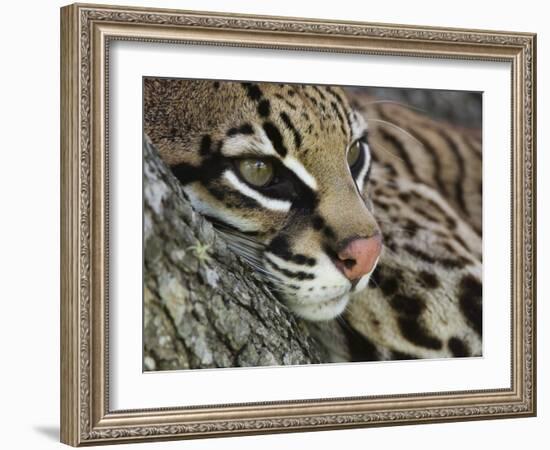 Ocelot Female Resting on Mesquite Tree, Welder Wildlife Refuge, Sinton, Texas, USA-Rolf Nussbaumer-Framed Photographic Print