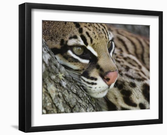 Ocelot Female Resting on Mesquite Tree, Welder Wildlife Refuge, Sinton, Texas, USA-Rolf Nussbaumer-Framed Photographic Print