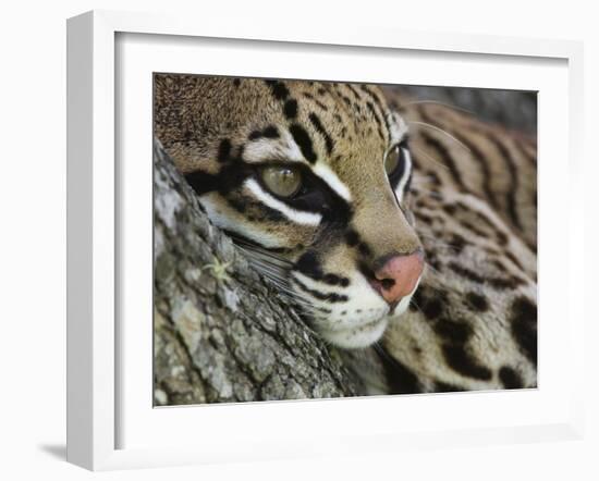 Ocelot Female Resting on Mesquite Tree, Welder Wildlife Refuge, Sinton, Texas, USA-Rolf Nussbaumer-Framed Photographic Print