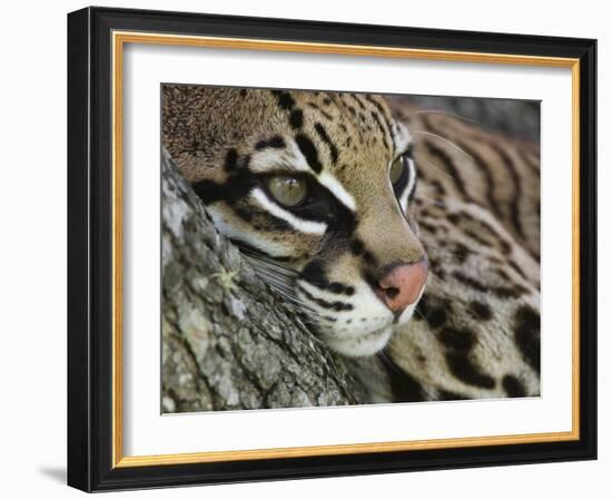 Ocelot Female Resting on Mesquite Tree, Welder Wildlife Refuge, Sinton, Texas, USA-Rolf Nussbaumer-Framed Photographic Print