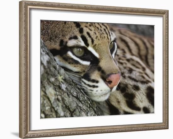 Ocelot Female Resting on Mesquite Tree, Welder Wildlife Refuge, Sinton, Texas, USA-Rolf Nussbaumer-Framed Photographic Print