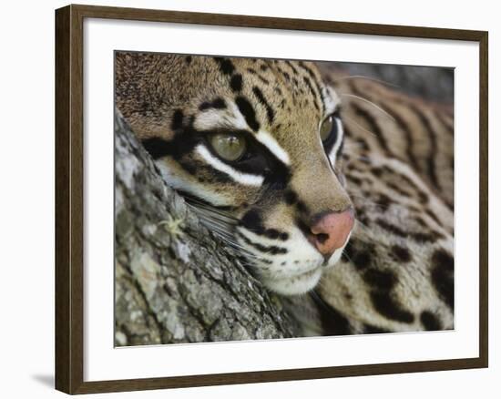 Ocelot Female Resting on Mesquite Tree, Welder Wildlife Refuge, Sinton, Texas, USA-Rolf Nussbaumer-Framed Photographic Print