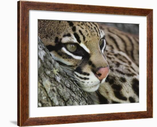 Ocelot Female Resting on Mesquite Tree, Welder Wildlife Refuge, Sinton, Texas, USA-Rolf Nussbaumer-Framed Photographic Print