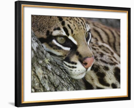 Ocelot Female Resting on Mesquite Tree, Welder Wildlife Refuge, Sinton, Texas, USA-Rolf Nussbaumer-Framed Photographic Print