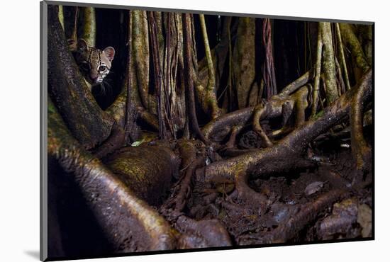 Ocelot hiding amongst tree roots, Costa Rica, Cent. America-Paul Williams-Mounted Photographic Print
