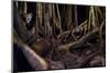 Ocelot hiding amongst tree roots, Costa Rica, Cent. America-Paul Williams-Mounted Photographic Print