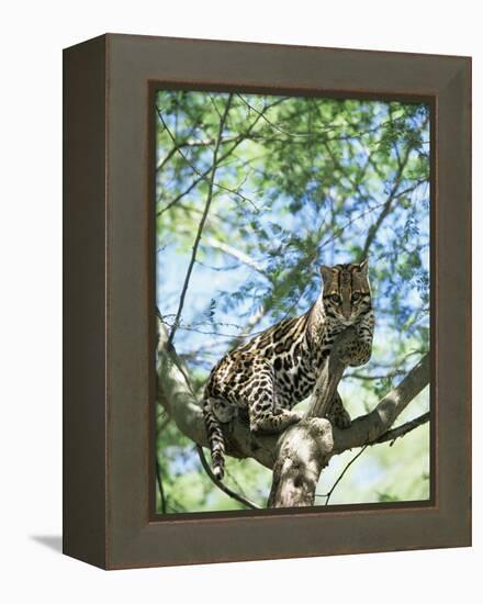 Ocelot in Tree-Pete Oxford-Framed Premier Image Canvas