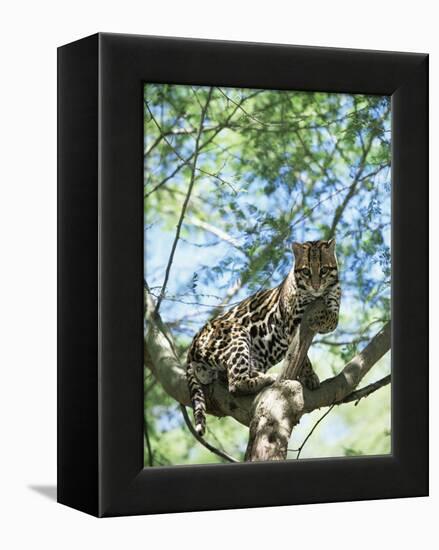 Ocelot in Tree-Pete Oxford-Framed Premier Image Canvas