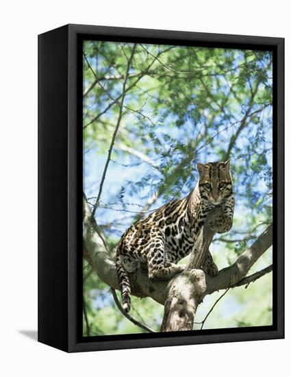 Ocelot in Tree-Pete Oxford-Framed Premier Image Canvas