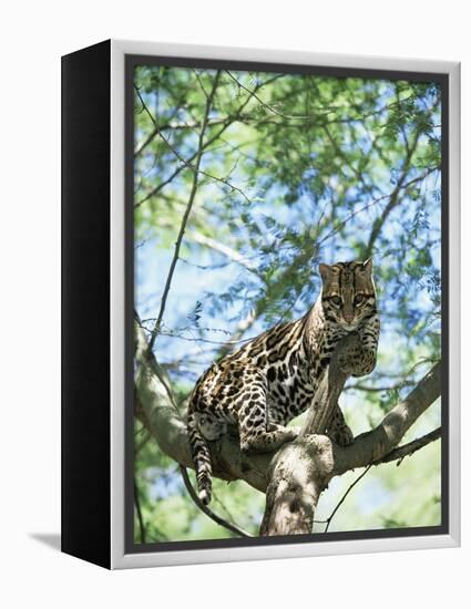 Ocelot in Tree-Pete Oxford-Framed Premier Image Canvas