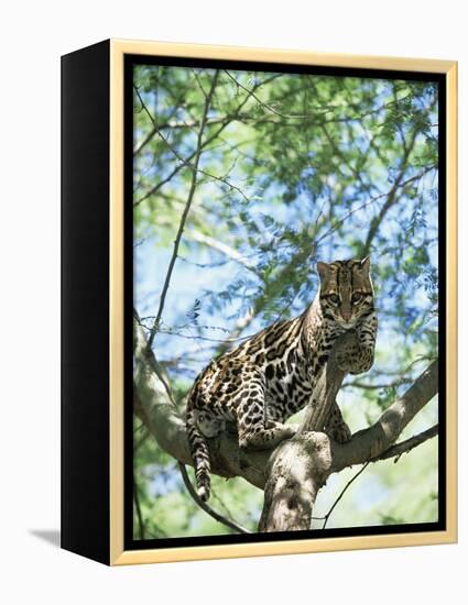 Ocelot in Tree-Pete Oxford-Framed Premier Image Canvas