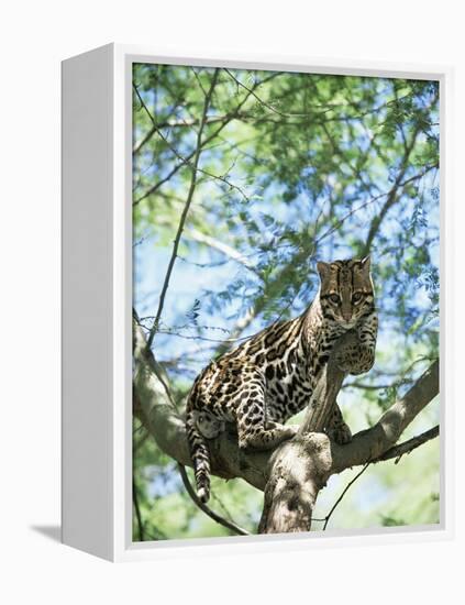 Ocelot in Tree-Pete Oxford-Framed Premier Image Canvas