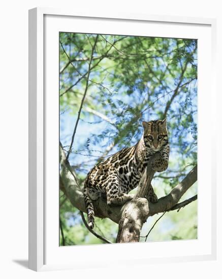 Ocelot in Tree-Pete Oxford-Framed Photographic Print