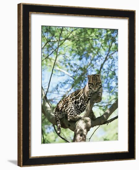 Ocelot in Tree-Pete Oxford-Framed Photographic Print