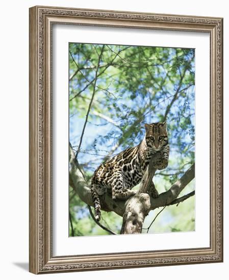 Ocelot in Tree-Pete Oxford-Framed Photographic Print