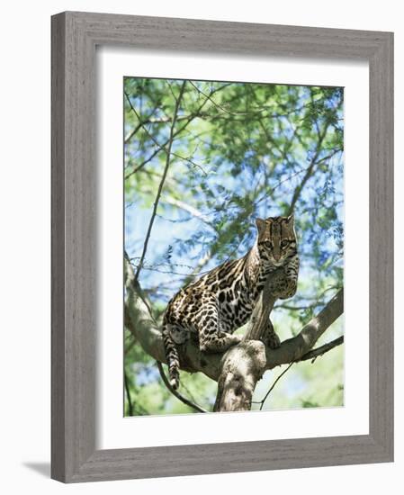 Ocelot in Tree-Pete Oxford-Framed Photographic Print