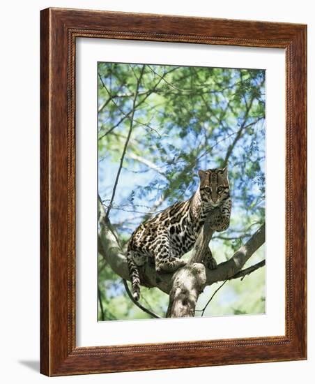 Ocelot in Tree-Pete Oxford-Framed Photographic Print