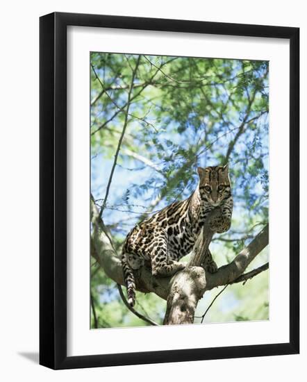 Ocelot in Tree-Pete Oxford-Framed Photographic Print