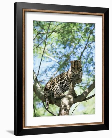 Ocelot in Tree-Pete Oxford-Framed Photographic Print