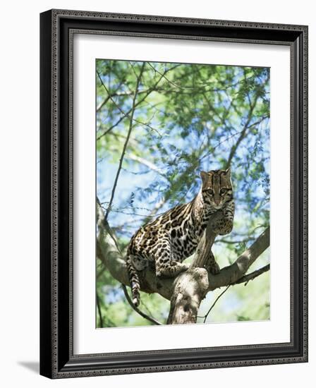 Ocelot in Tree-Pete Oxford-Framed Photographic Print