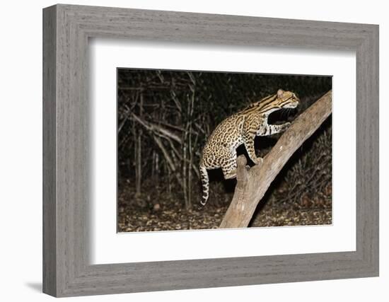 Ocelot (Leopardus pardalis) at night, Pantanal, Mato Grosso, Brazil, South America-G&M Therin-Weise-Framed Photographic Print