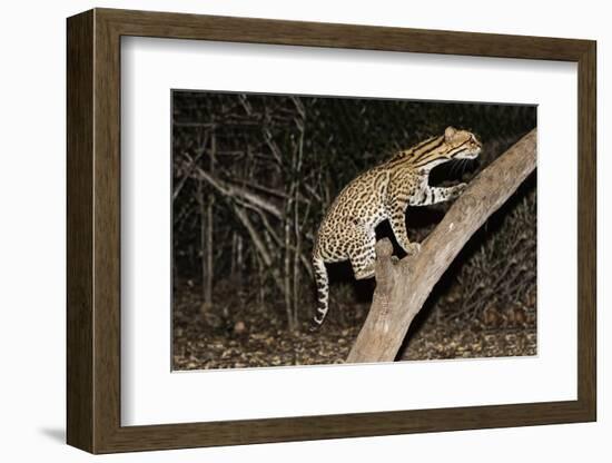 Ocelot (Leopardus pardalis) at night, Pantanal, Mato Grosso, Brazil, South America-G&M Therin-Weise-Framed Photographic Print