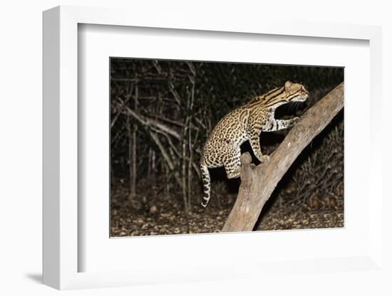 Ocelot (Leopardus pardalis) at night, Pantanal, Mato Grosso, Brazil, South America-G&M Therin-Weise-Framed Photographic Print
