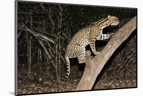 Ocelot (Leopardus pardalis) at night, Pantanal, Mato Grosso, Brazil, South America-G&M Therin-Weise-Mounted Photographic Print