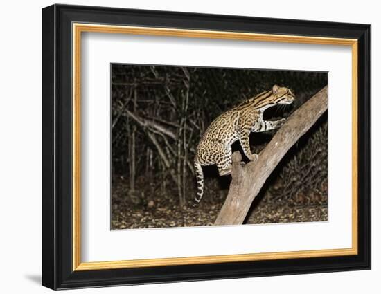 Ocelot (Leopardus pardalis) at night, Pantanal, Mato Grosso, Brazil, South America-G&M Therin-Weise-Framed Photographic Print