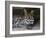 Ocelot Portrait, Resting in the Shade of a Cave. Arizona, USA-Philippe Clement-Framed Photographic Print