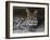 Ocelot Portrait, Resting in the Shade of a Cave. Arizona, USA-Philippe Clement-Framed Photographic Print