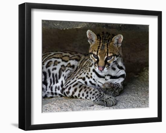 Ocelot Portrait, Resting in the Shade of a Cave. Arizona, USA-Philippe Clement-Framed Photographic Print