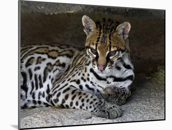 Ocelot Portrait, Resting in the Shade of a Cave. Arizona, USA-Philippe Clement-Mounted Photographic Print