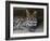 Ocelot Portrait, Resting in the Shade of a Cave. Arizona, USA-Philippe Clement-Framed Photographic Print