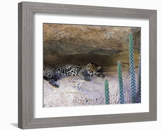 Ocelot Resting in the Shade of a Cave. Arizona, USA-Philippe Clement-Framed Photographic Print