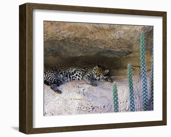 Ocelot Resting in the Shade of a Cave. Arizona, USA-Philippe Clement-Framed Photographic Print