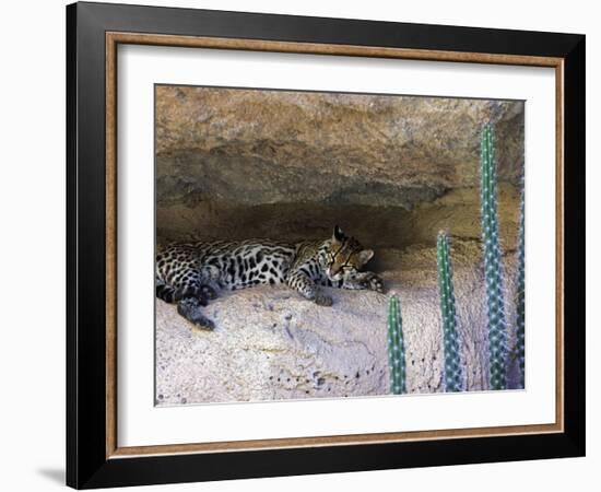 Ocelot Resting in the Shade of a Cave. Arizona, USA-Philippe Clement-Framed Photographic Print