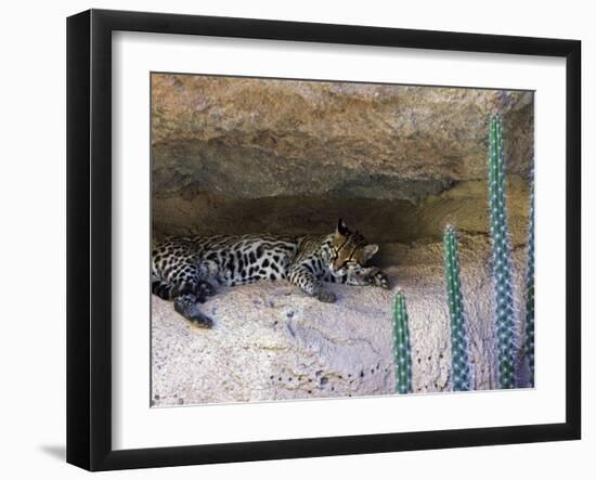 Ocelot Resting in the Shade of a Cave. Arizona, USA-Philippe Clement-Framed Photographic Print