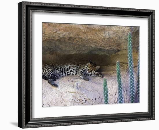 Ocelot Resting in the Shade of a Cave. Arizona, USA-Philippe Clement-Framed Photographic Print