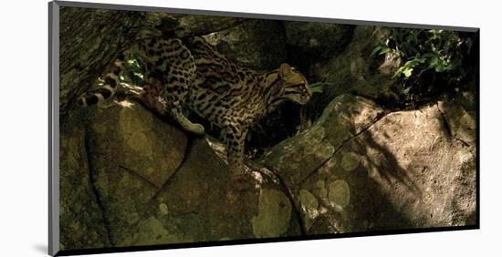 Ocelot Venture-Steve Hunziker-Mounted Art Print