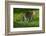 Ocelot-Darrell Gulin-Framed Photographic Print