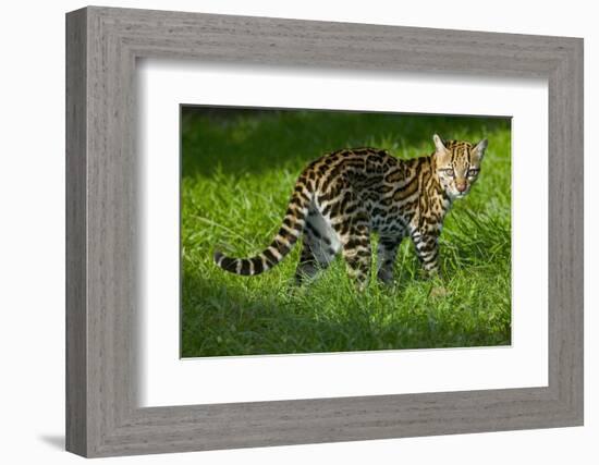 Ocelot-Darrell Gulin-Framed Photographic Print