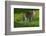 Ocelot-Darrell Gulin-Framed Photographic Print