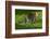 Ocelot-Darrell Gulin-Framed Photographic Print