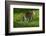 Ocelot-Darrell Gulin-Framed Photographic Print