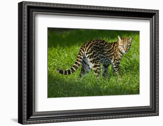 Ocelot-Darrell Gulin-Framed Photographic Print