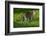 Ocelot-Darrell Gulin-Framed Photographic Print